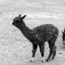 The Llama Craze