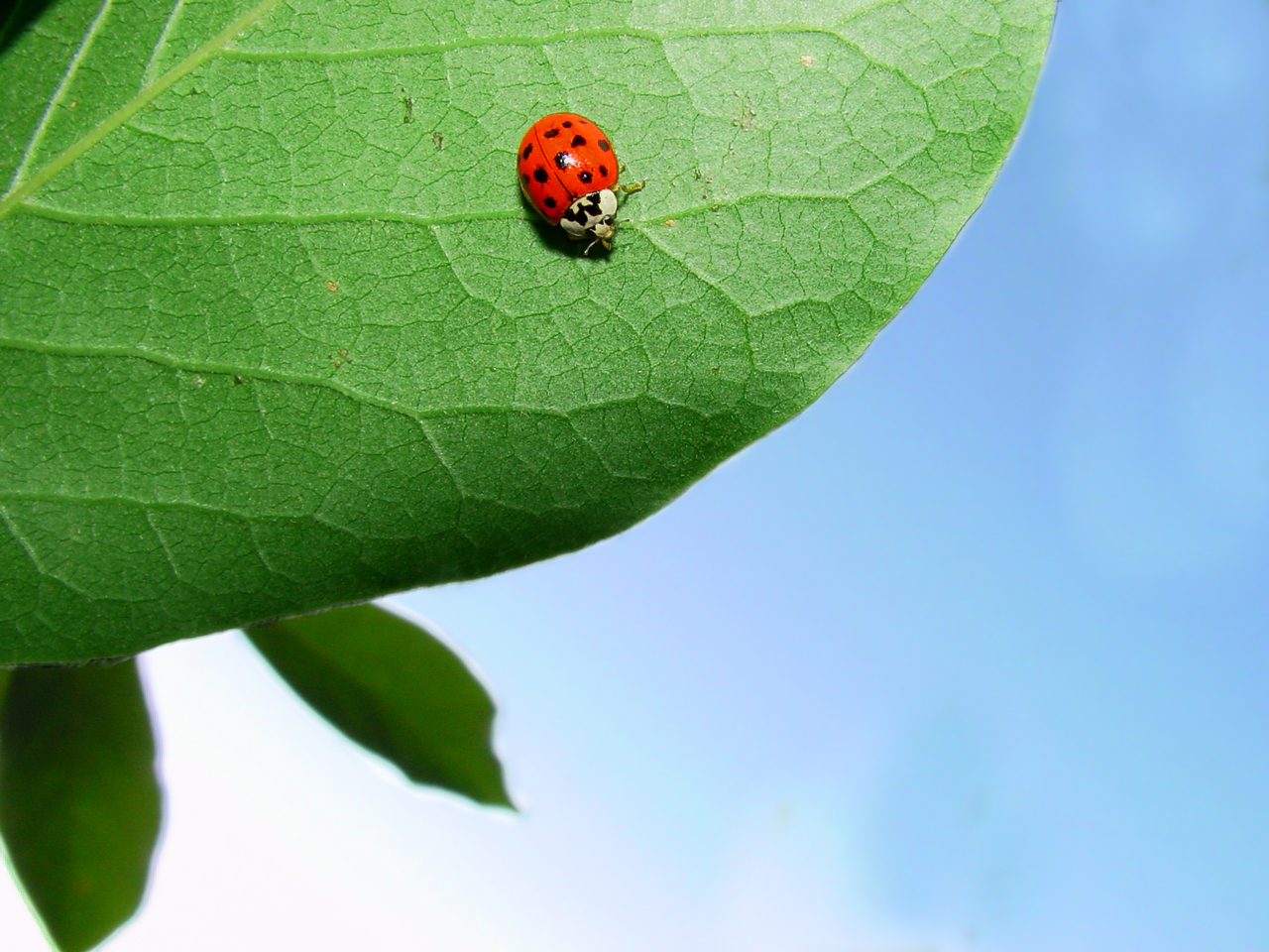 lady bug