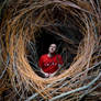 Bird's Nest Portal