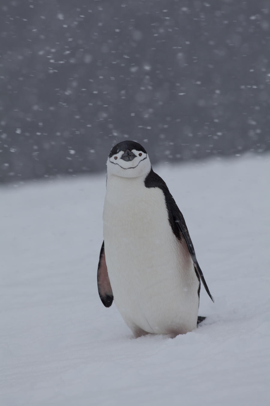 Snowy Chinstrap Penguin