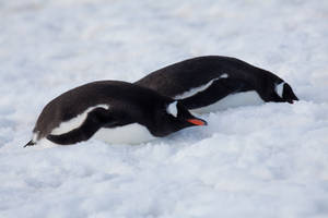 Penguin Couple by pinguino