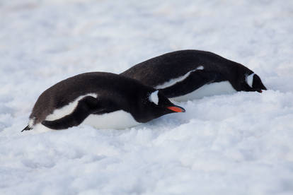 Penguin Couple