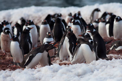 A Penguin Meeting