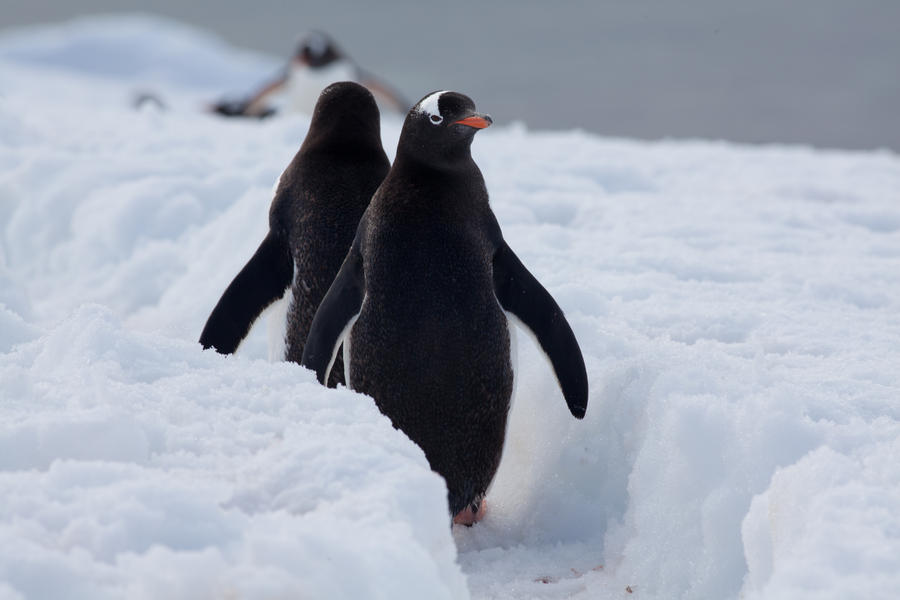 Exorcist Penguin