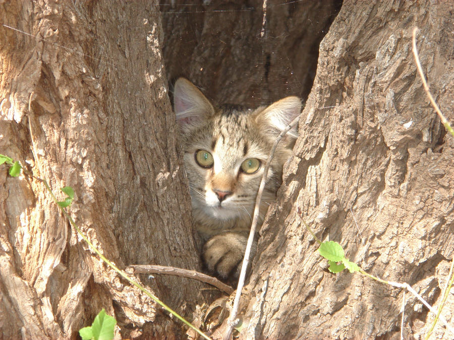 Hidden in tree