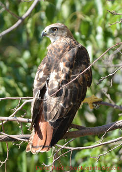 Red Tailed Beauty