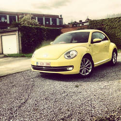 yellow beetle