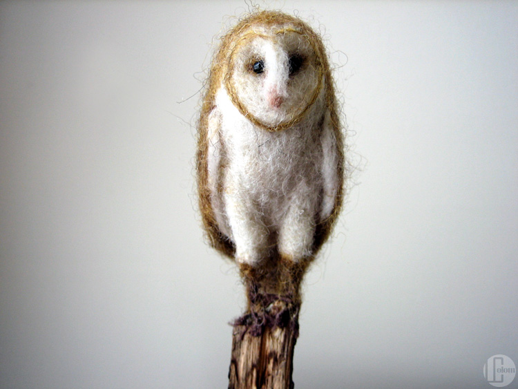 Barn Owl: Close-up