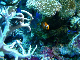 clown fish