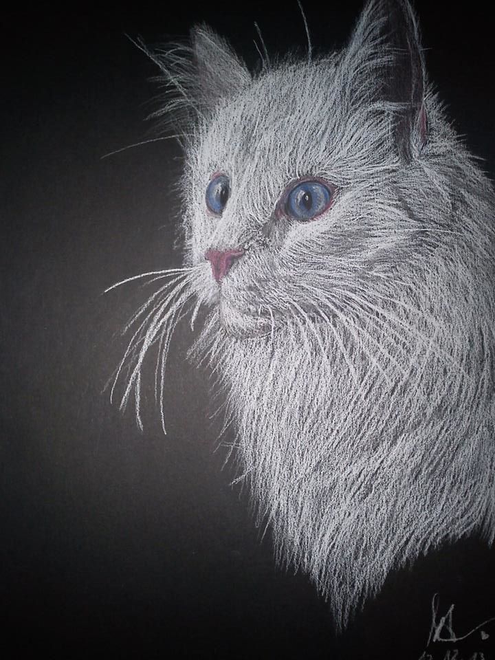 white cat on black paper