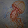 Jellyfish 3