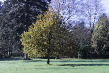 a single tree in the morning light