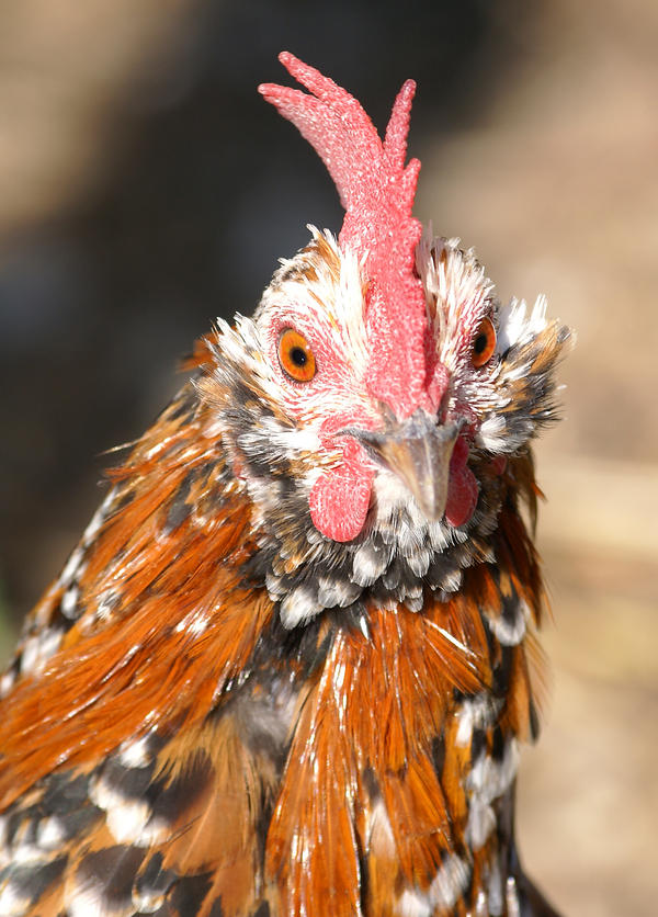 Bantam Cockerel By BLHUNT On DeviantArt
