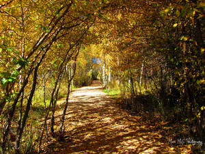 The Golden Tunnel