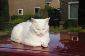 Cat on a hot Tin Roof