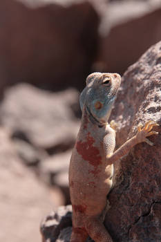 Sinai Blue Agama Female