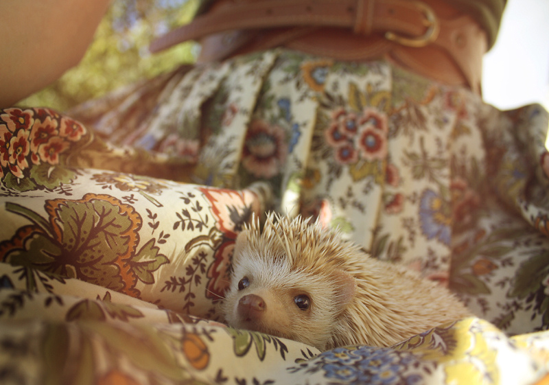 hogwarts, the hedgehog 4 by t-y-l-e-r hogwarts, the hedgehog 4 by t-y-l-e-r