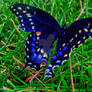 New-Born Butterfly