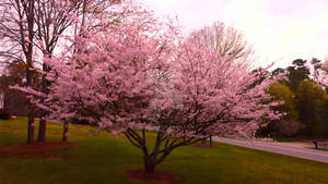 Cherry Blossom