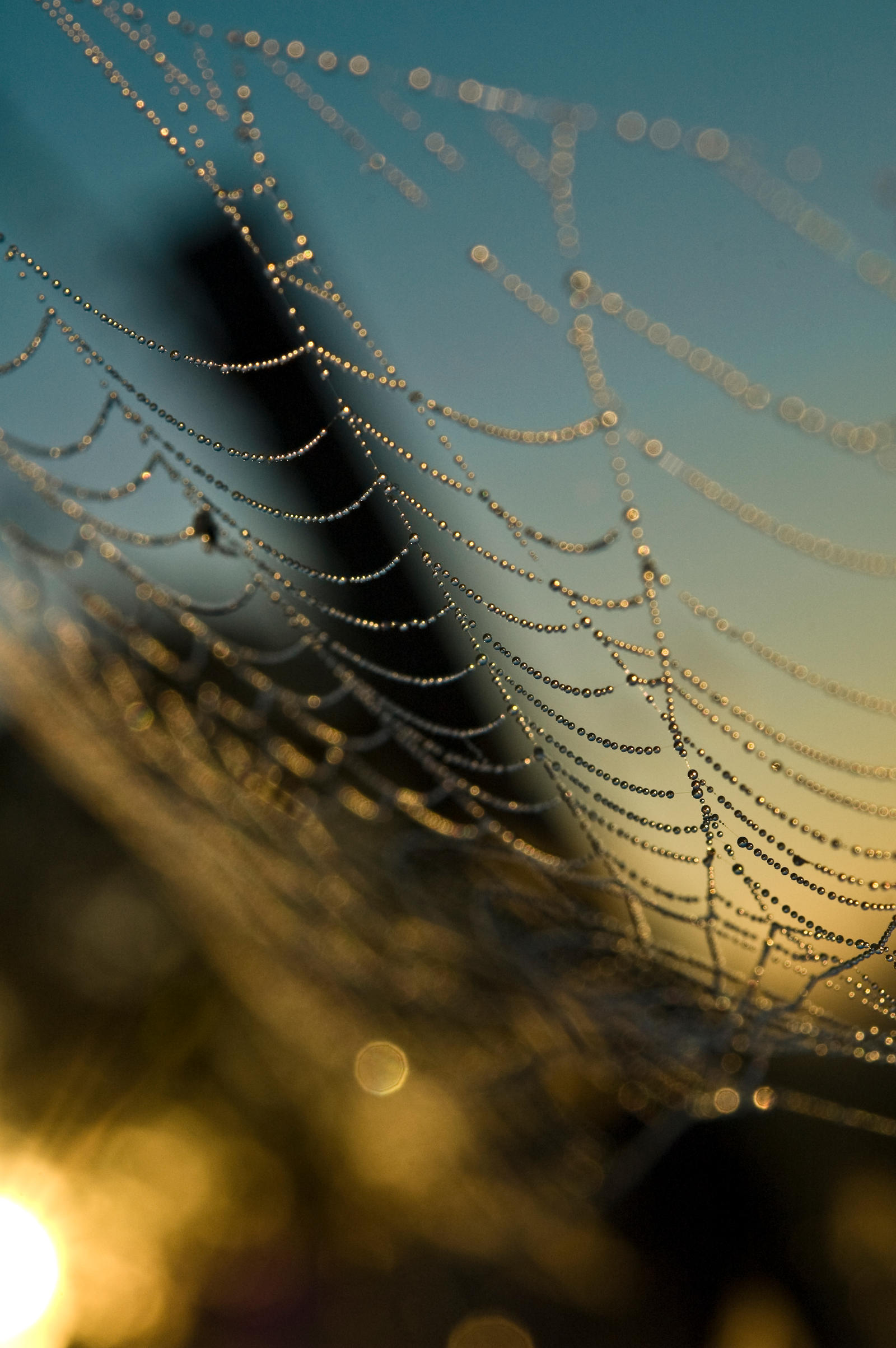 dew kissed web at sunrise