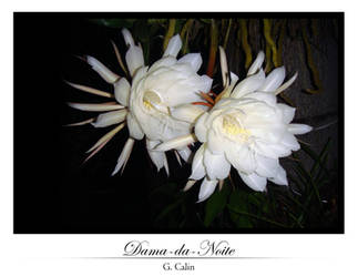 Dama-da-Noite