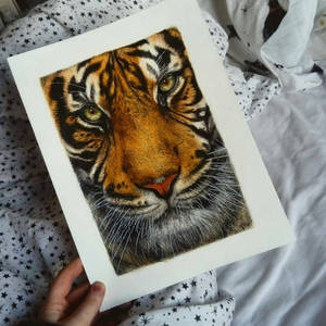 Tiger  by Ginchilla194