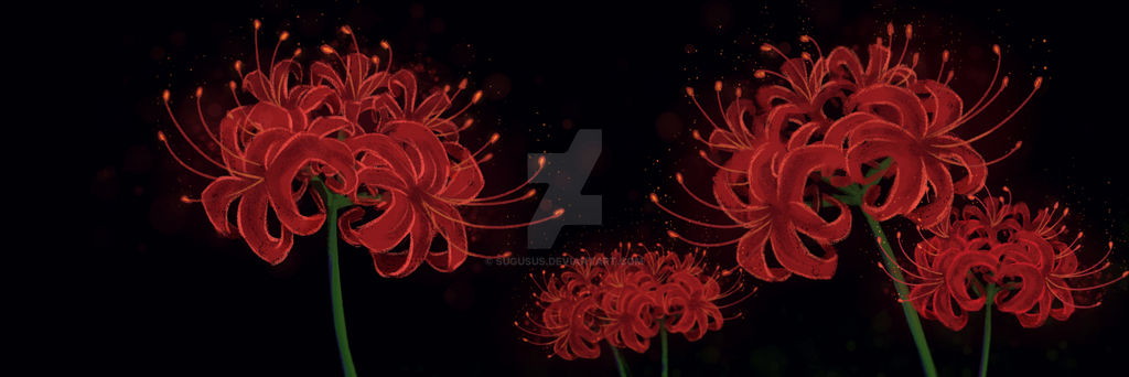 Spider Lily by sugusus on DeviantArt Spider Lily by sugusus on DeviantArt