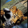 baby Amur Leopard_3