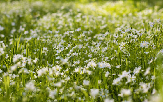 spring blooms