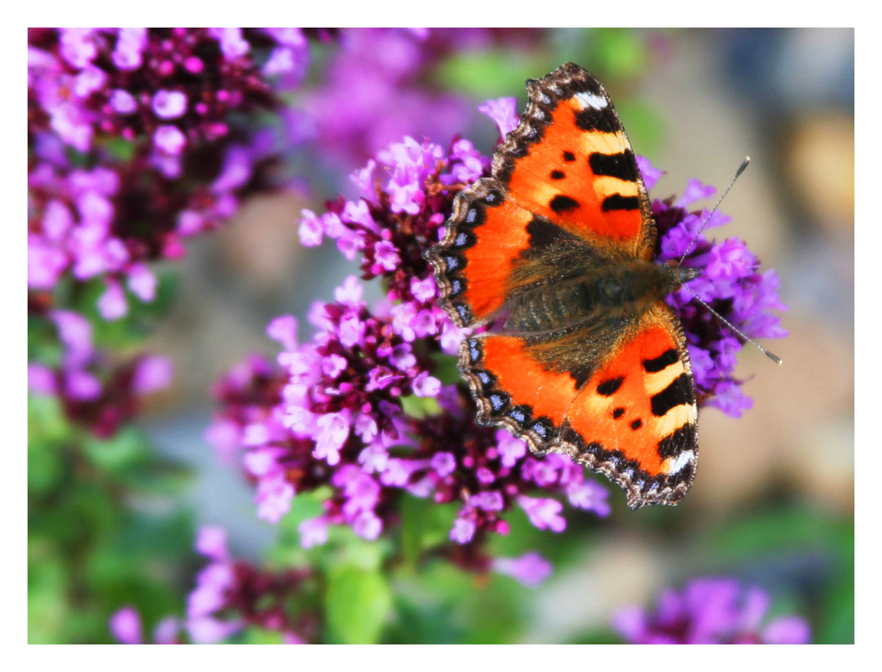 garden_butterfly