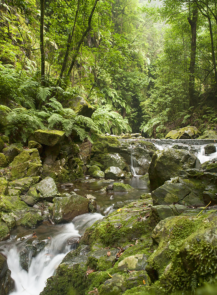 Ribeiro Bonito