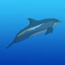 Atlantic White-Sided Dolphin