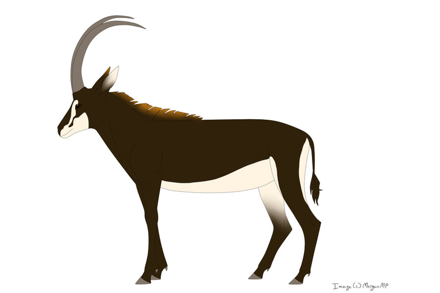 Sable Antelope