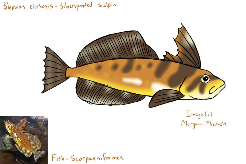 Fish - Scorpaeniformes