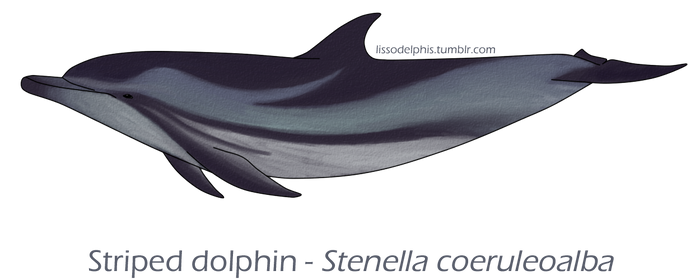 Striped Dolphin