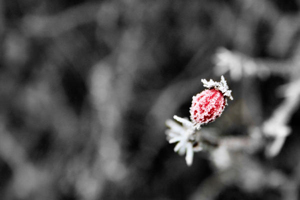 Frosty Red Berry