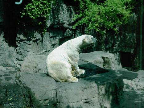 polar bear