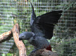 African Grey Parrot 03 by LazyCheetahPhotos