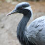 Demoiselle Crane 03