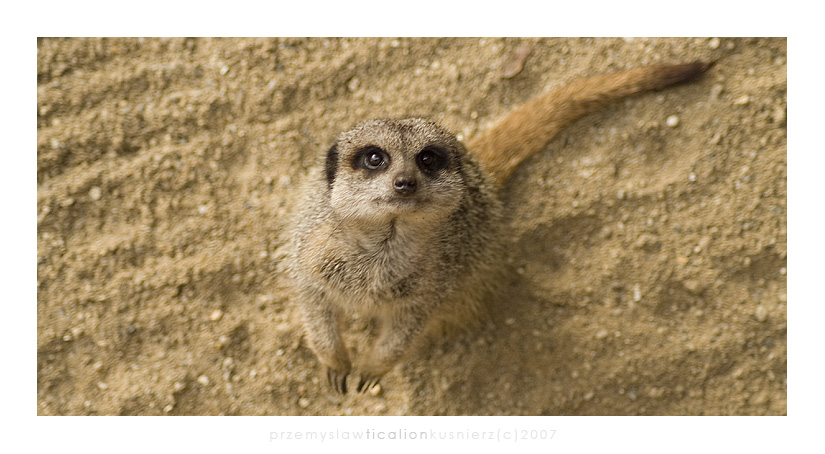 meerkat