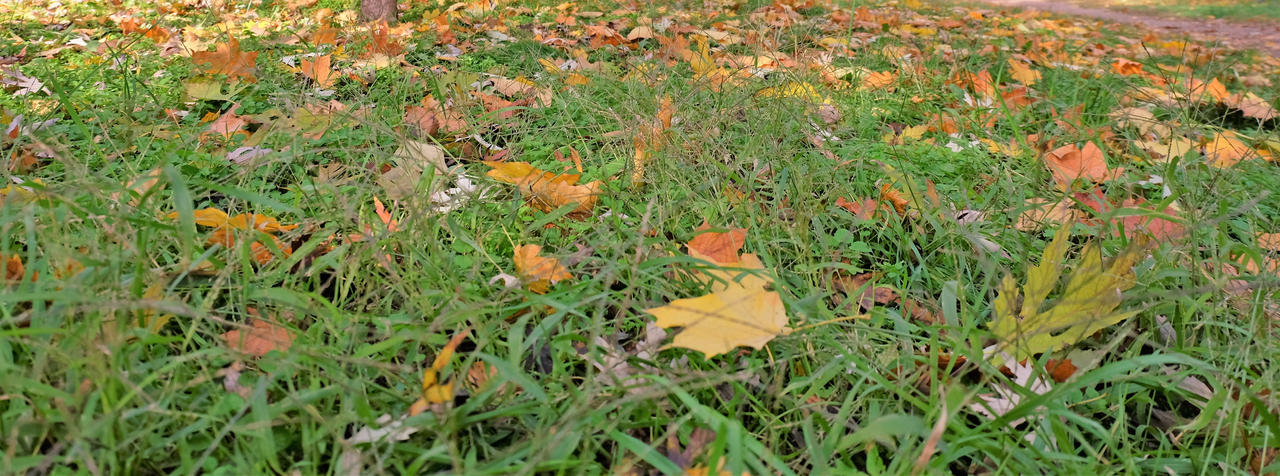 Grass and leaves