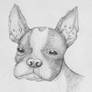 Boston Terrier Sketch
