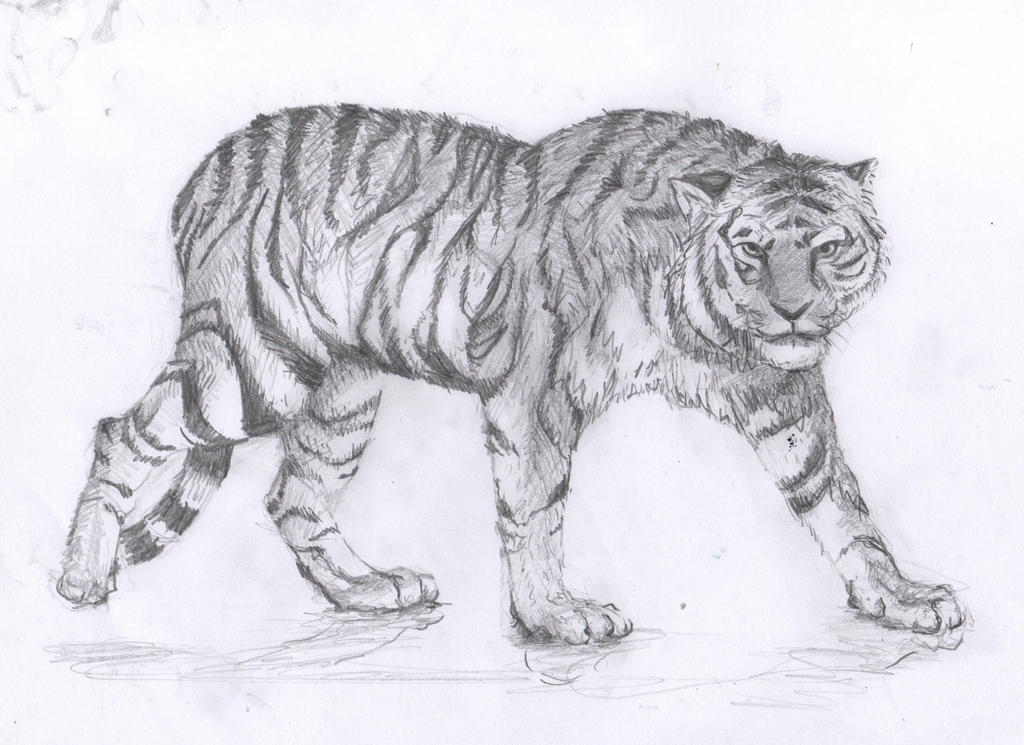 Tiger drawing (with reference) by Pan-Midori on DeviantArt