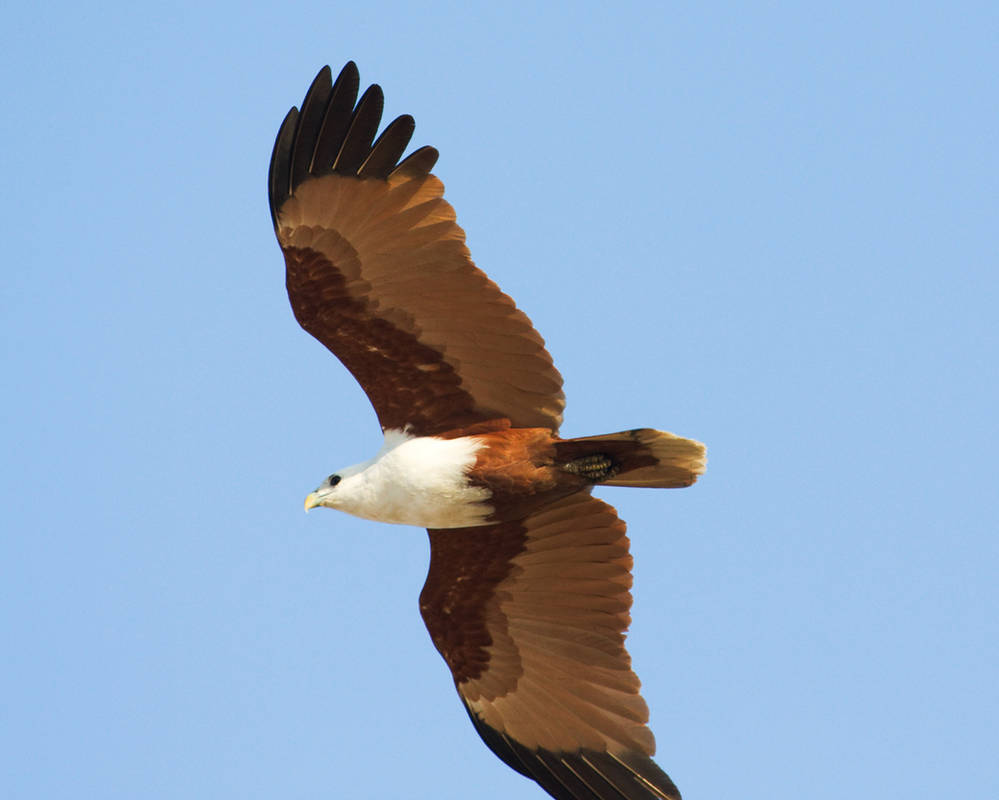 Braymi Brahimy Soaring by riscy on DeviantArt