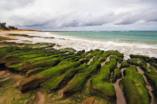 Cape Arnhem Moss