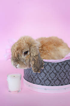 Bunny in a Box 2