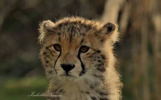 Cheetah Cub