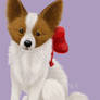 A Papillon Puppy Present