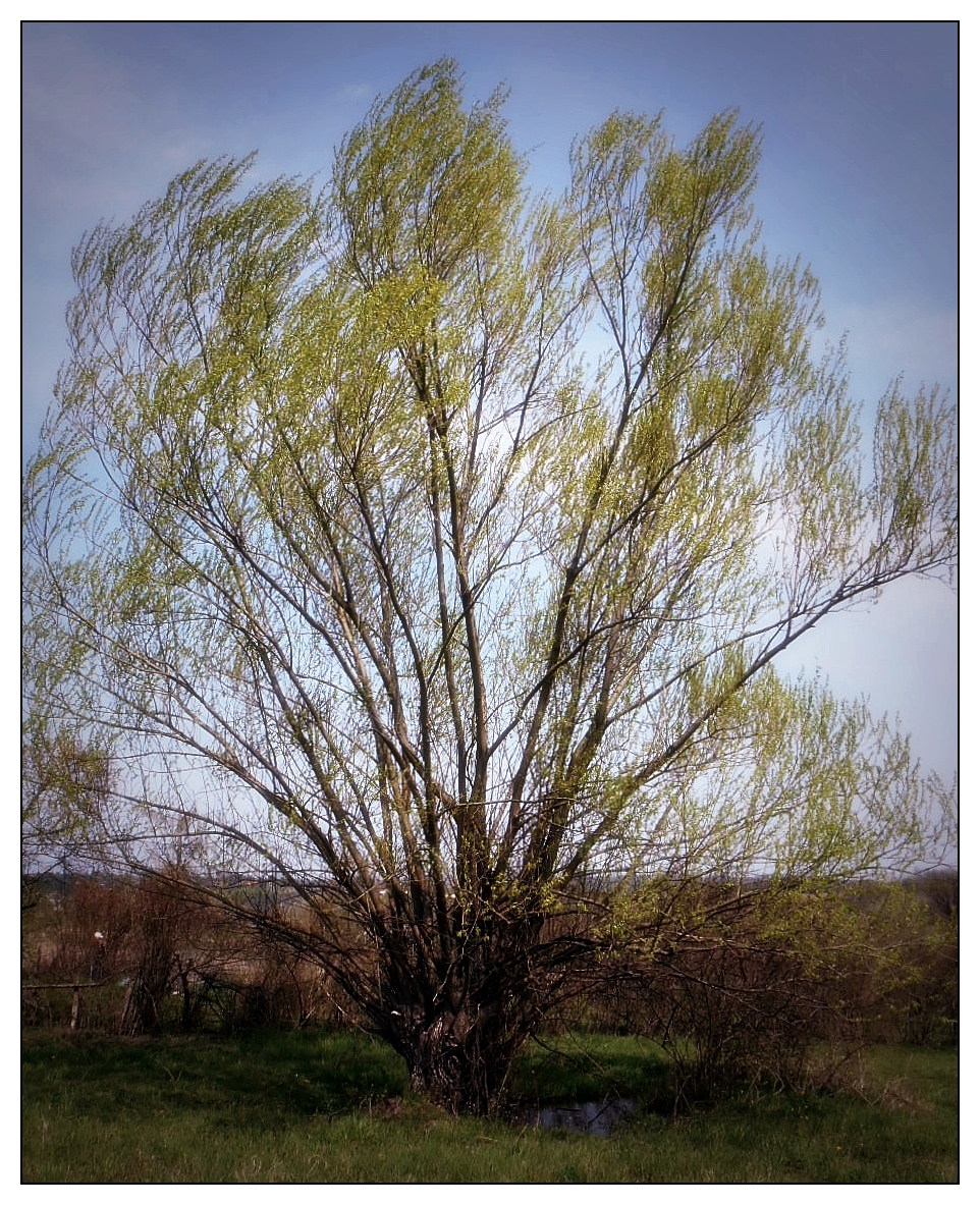 Old  Willow IV