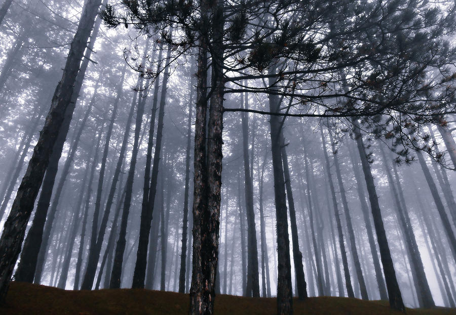 Winter fog in the forest